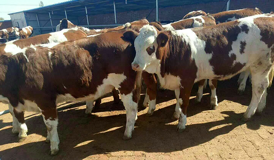 哪里能買到牛苗,牛苗多少錢一頭